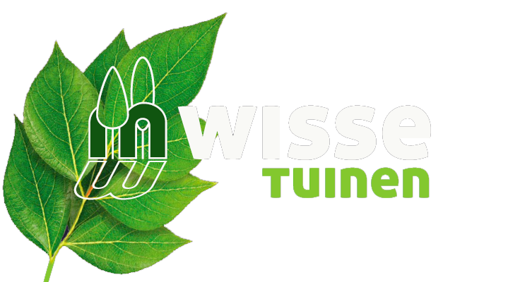 logo-transp